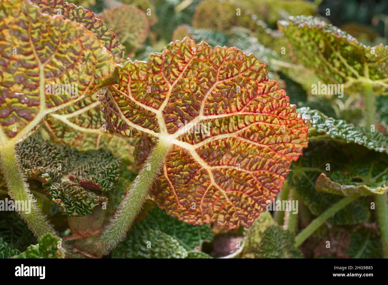 Crinkle Leaf Plant High Resolution Stock Photography And Images Alamy