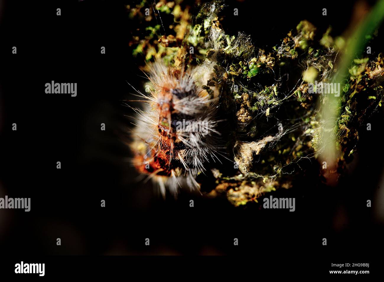 Processionary caterpillar in nest. Stock Photo
