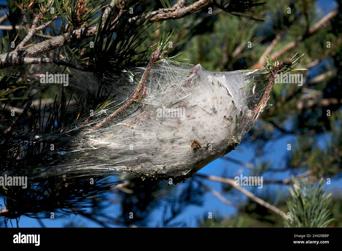 Caterpillar nest hi-res stock photography and images - Alamy