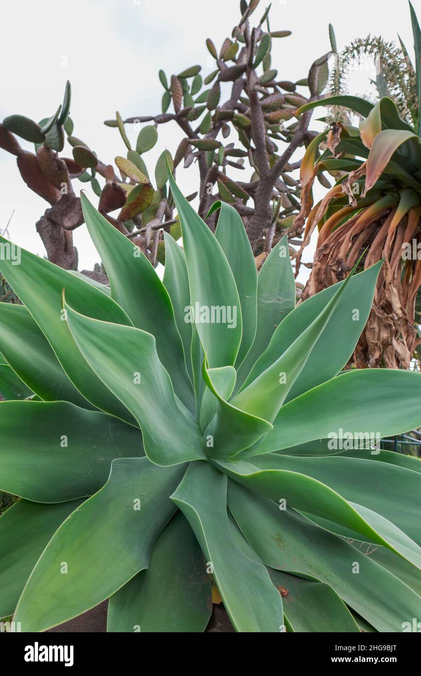 www.aloe vera gel All Good Soothing Aloe Gel