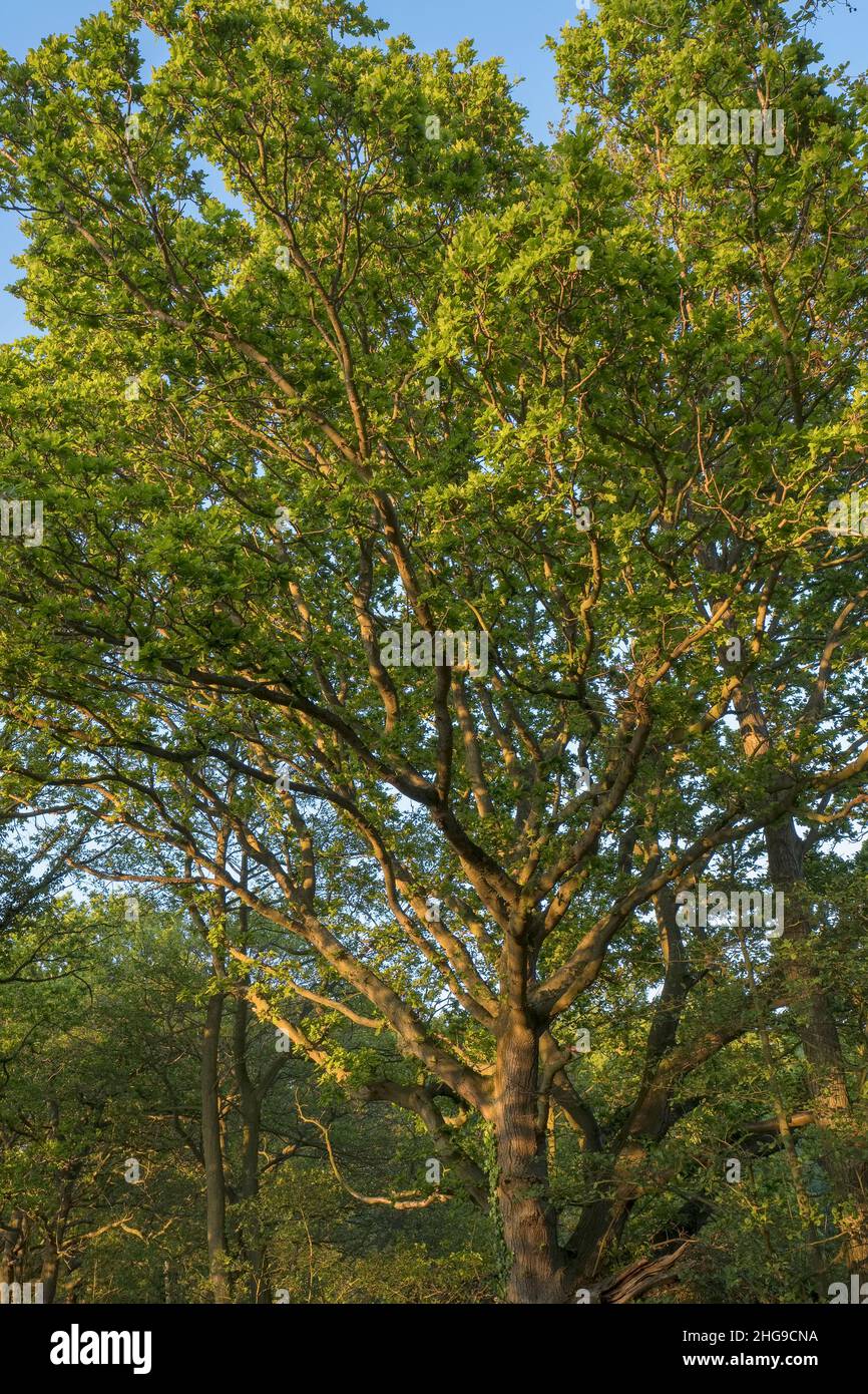 Quercus alba, Oak trees in spring with emergent leaves Norfolk UK Stock ...