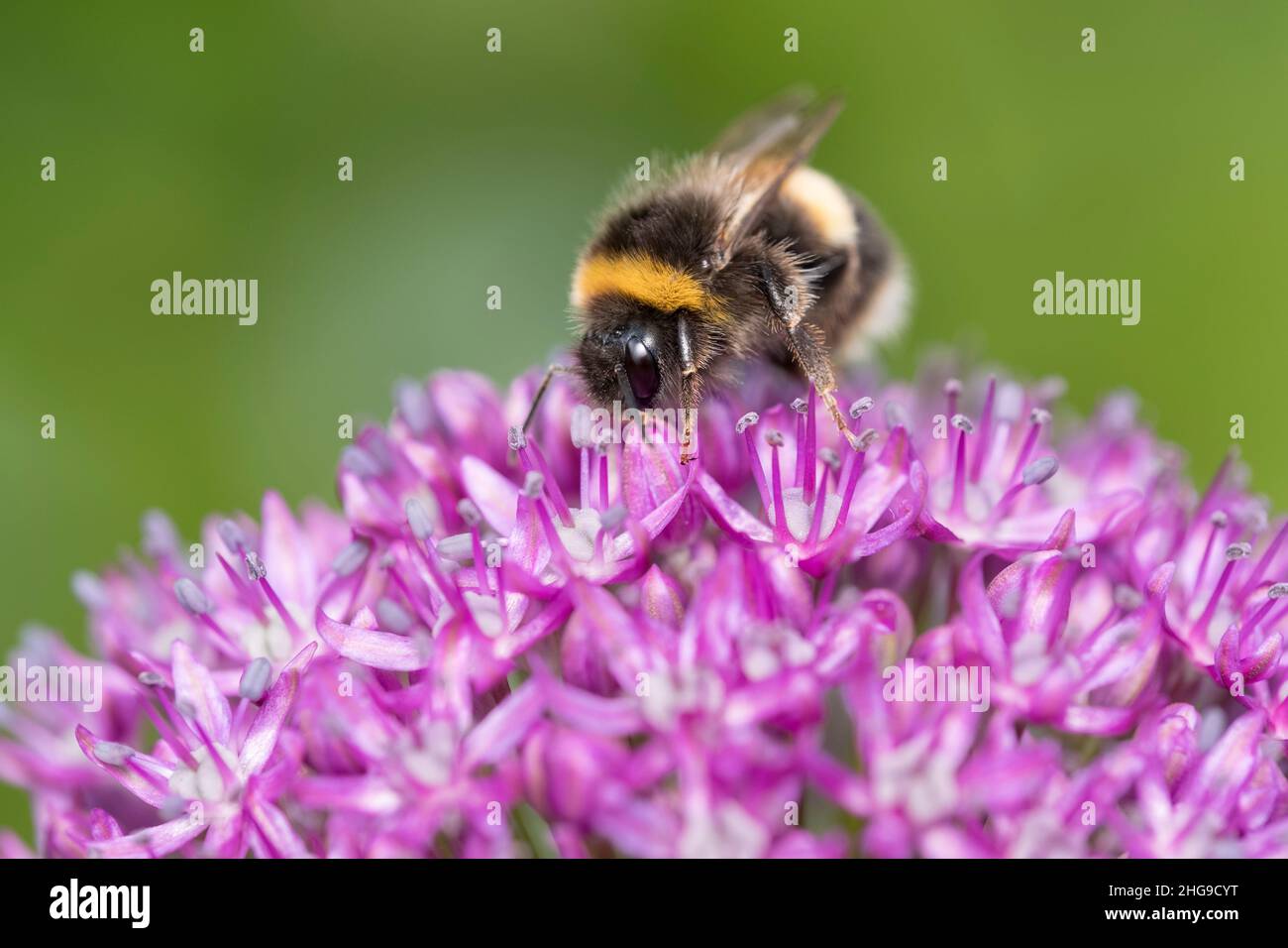 Bombus terrestris, Buff-tailed bumblebee nectaring on Allium flowers  Norfolk UK Stock Photo