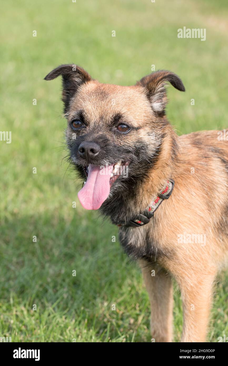 Border Jack Terrier Norfolk UK Stock Photo - Alamy