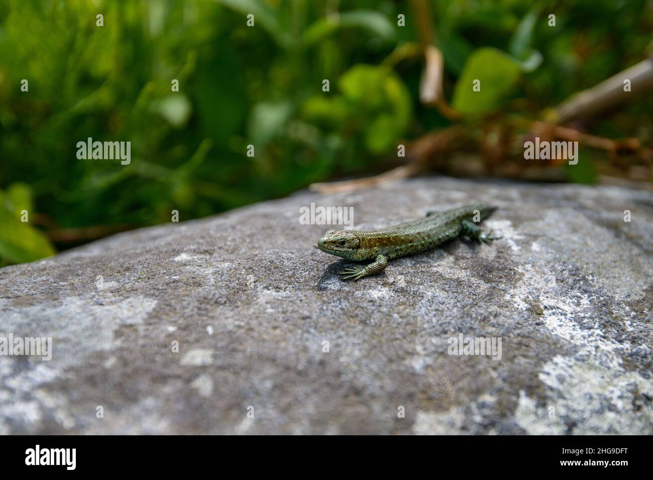 Close-up of a lizard on a rock, Ireland Stock Photo