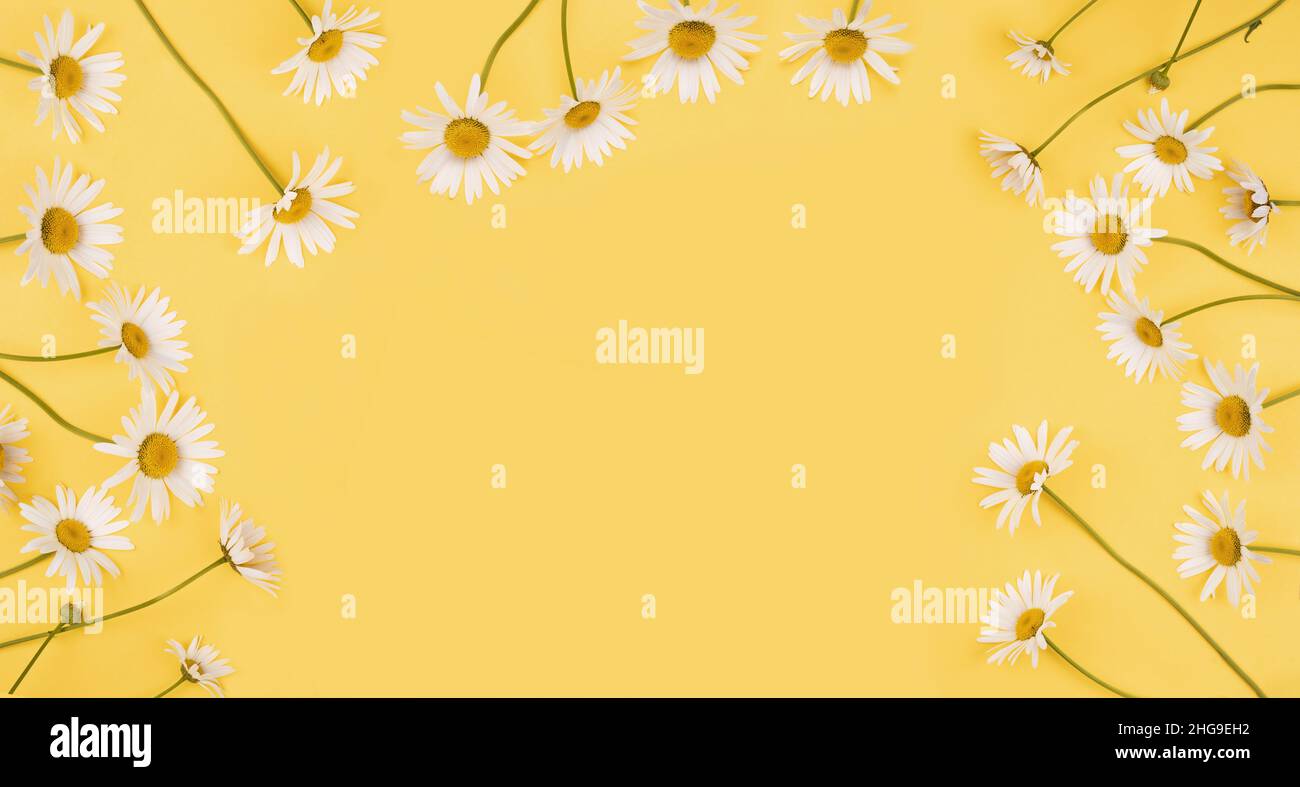 White daisy flowers on light  yellow background. Holiday or healthy medical  concept. High top view. Stock Photo