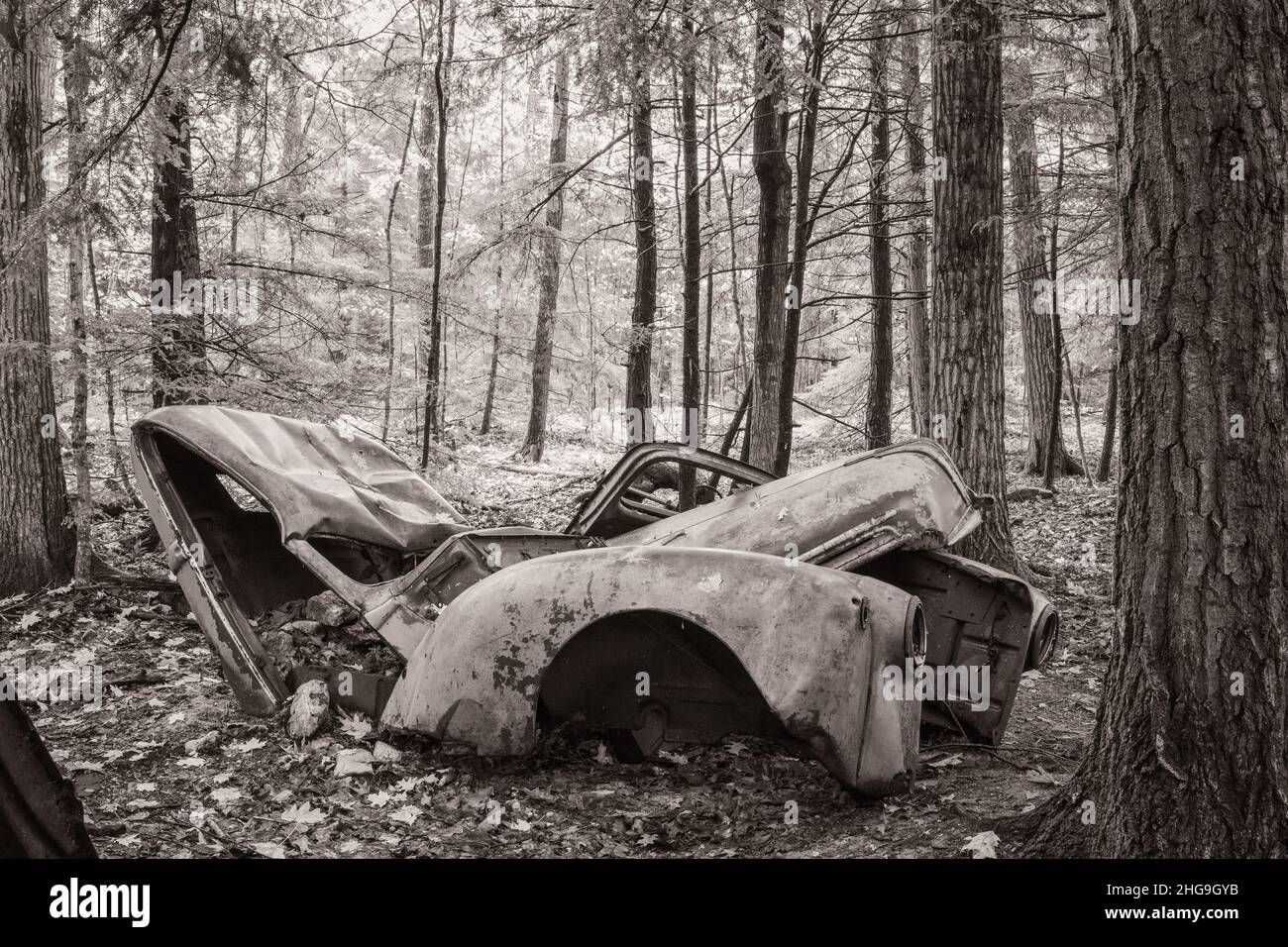 This forlorn old Ford truck sits deep in the woods on a land trust property I often hike with my dog in rural Door County Wisconsin. Stock Photo