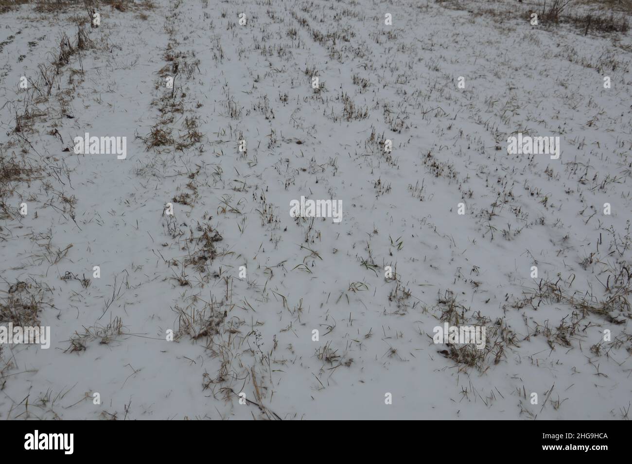 Snowcovered winter garden on a land plot in a the village Stock Photo