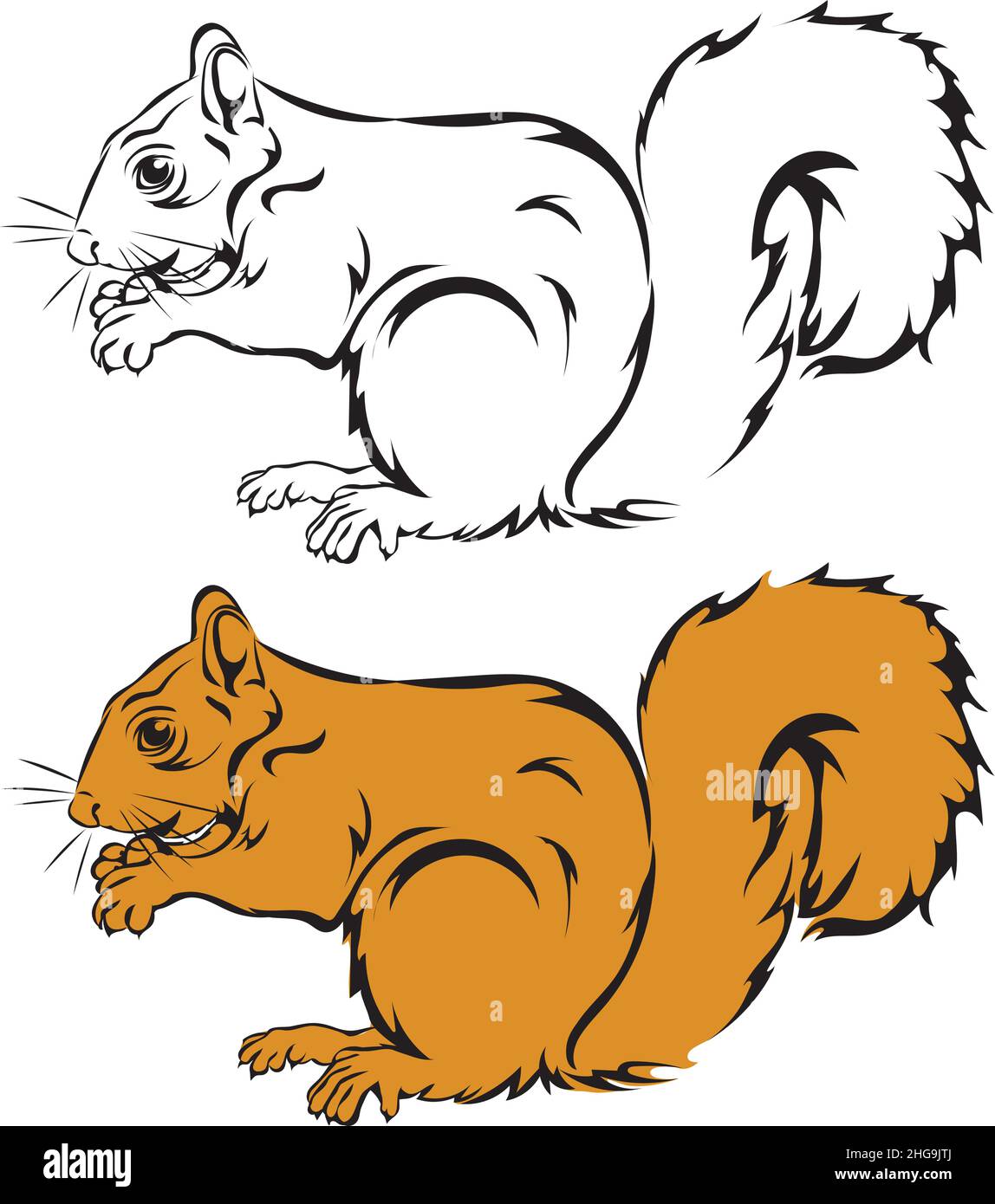 Squirrel, squirrel figure, realistic image, vector, positions, illustration, black and white, color, silhouette, logo, trademark, chevron Stock Vector