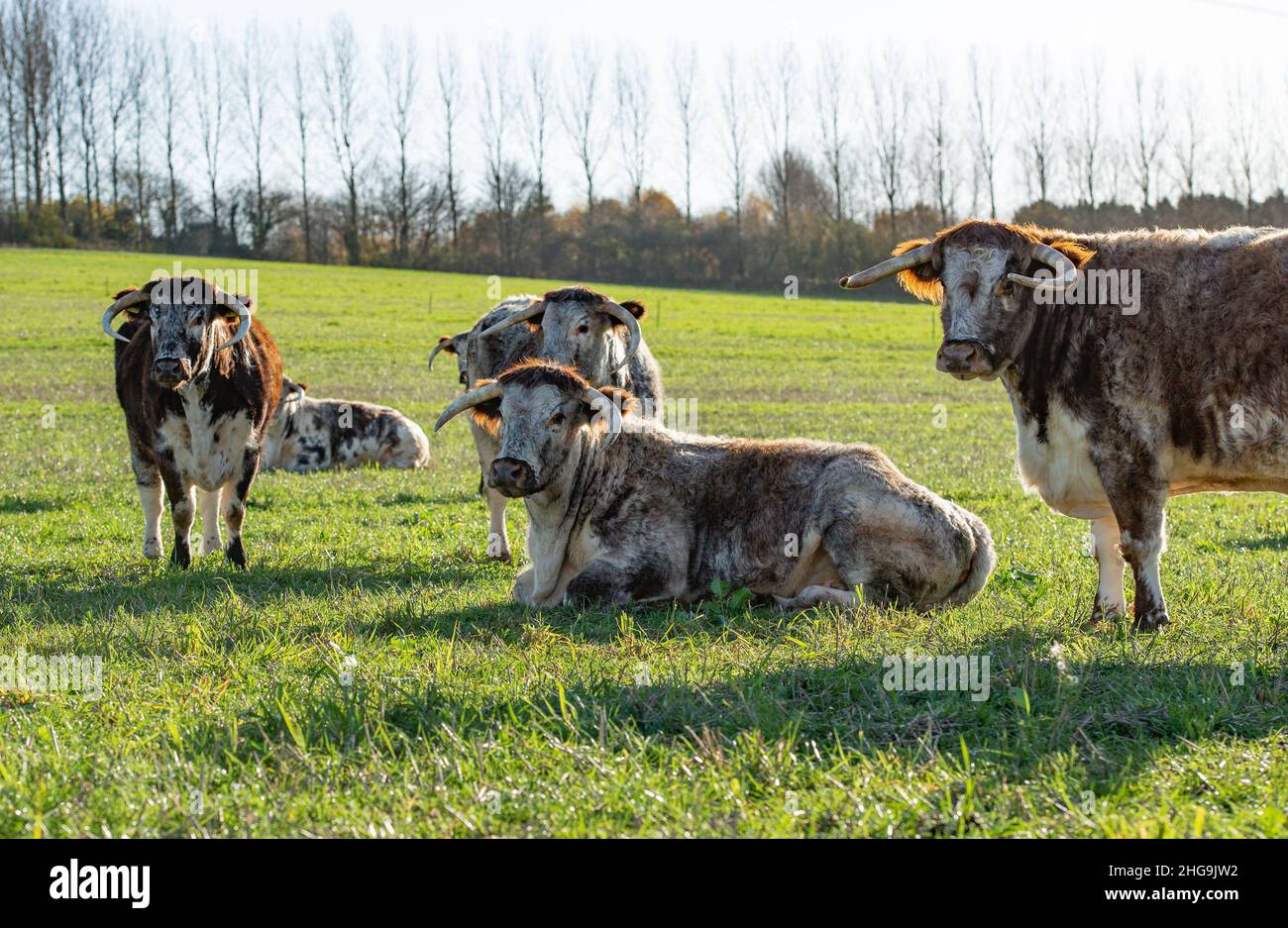 Longhorn beef cattle hi-res stock photography and images - Alamy