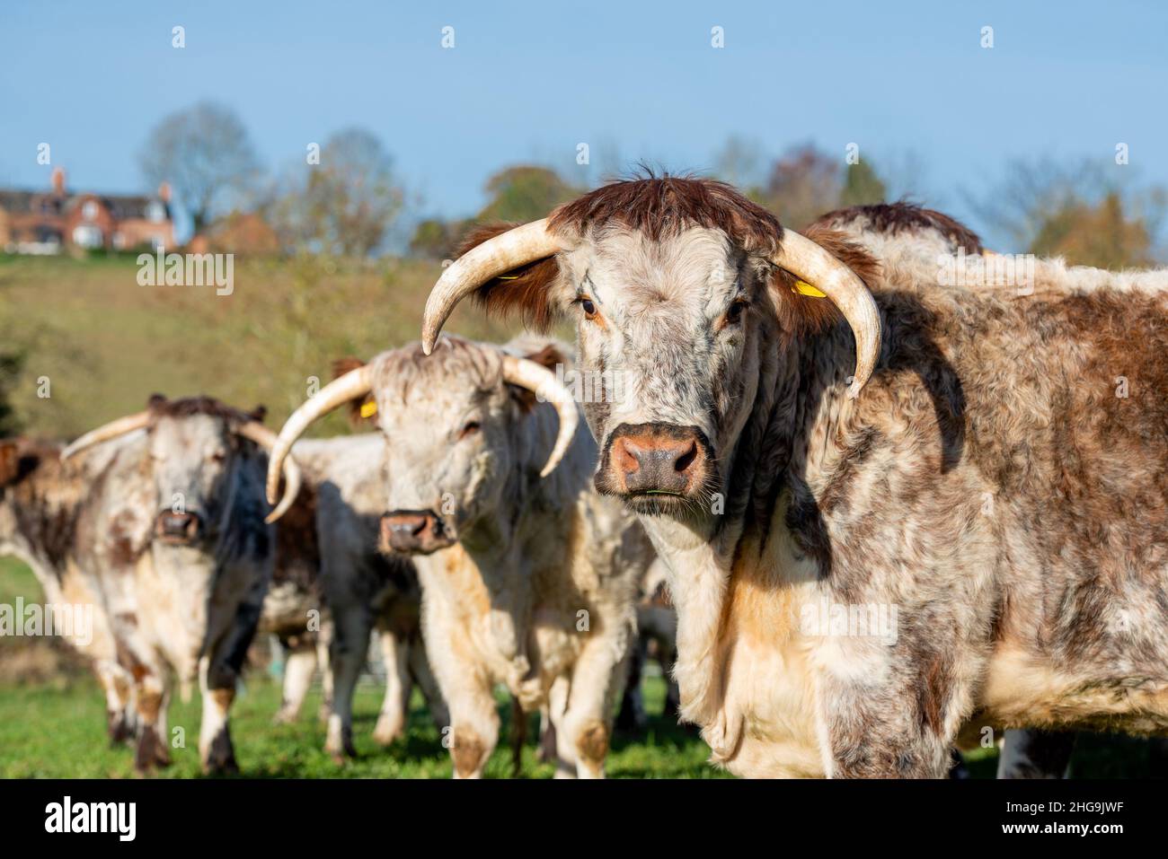 Longhorn cattle, Derbyshire, UK Stock Photo