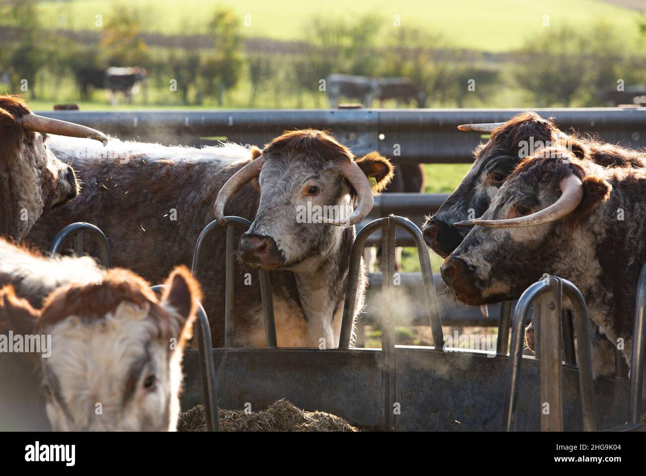 Longhorn cattle, Derbyshire, UK Stock Photo