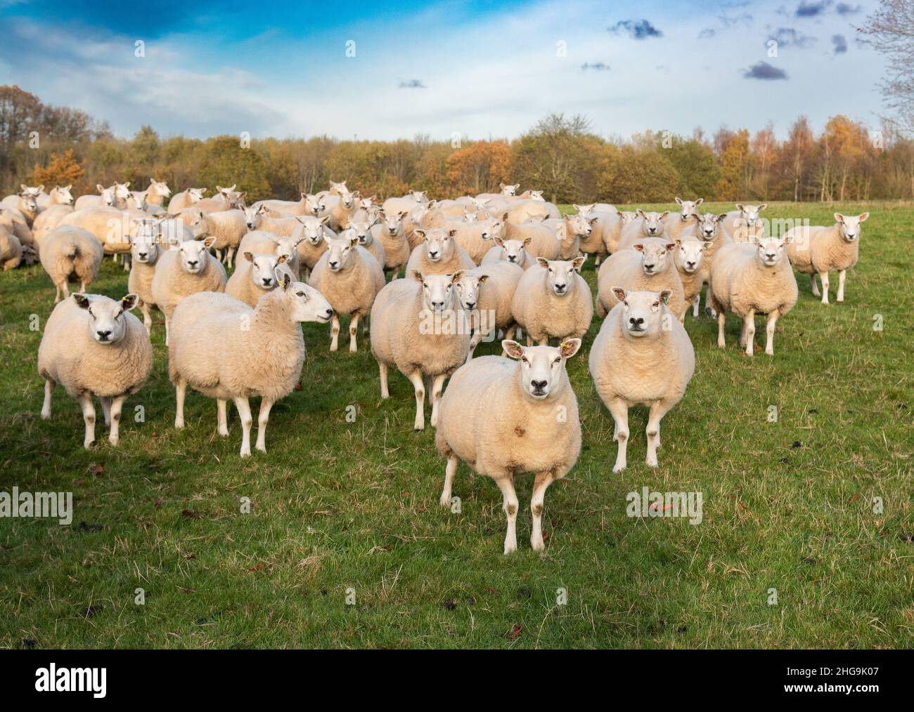 A flock of Texel x Mule ewes, Derbyshire, UK Stock Photo
