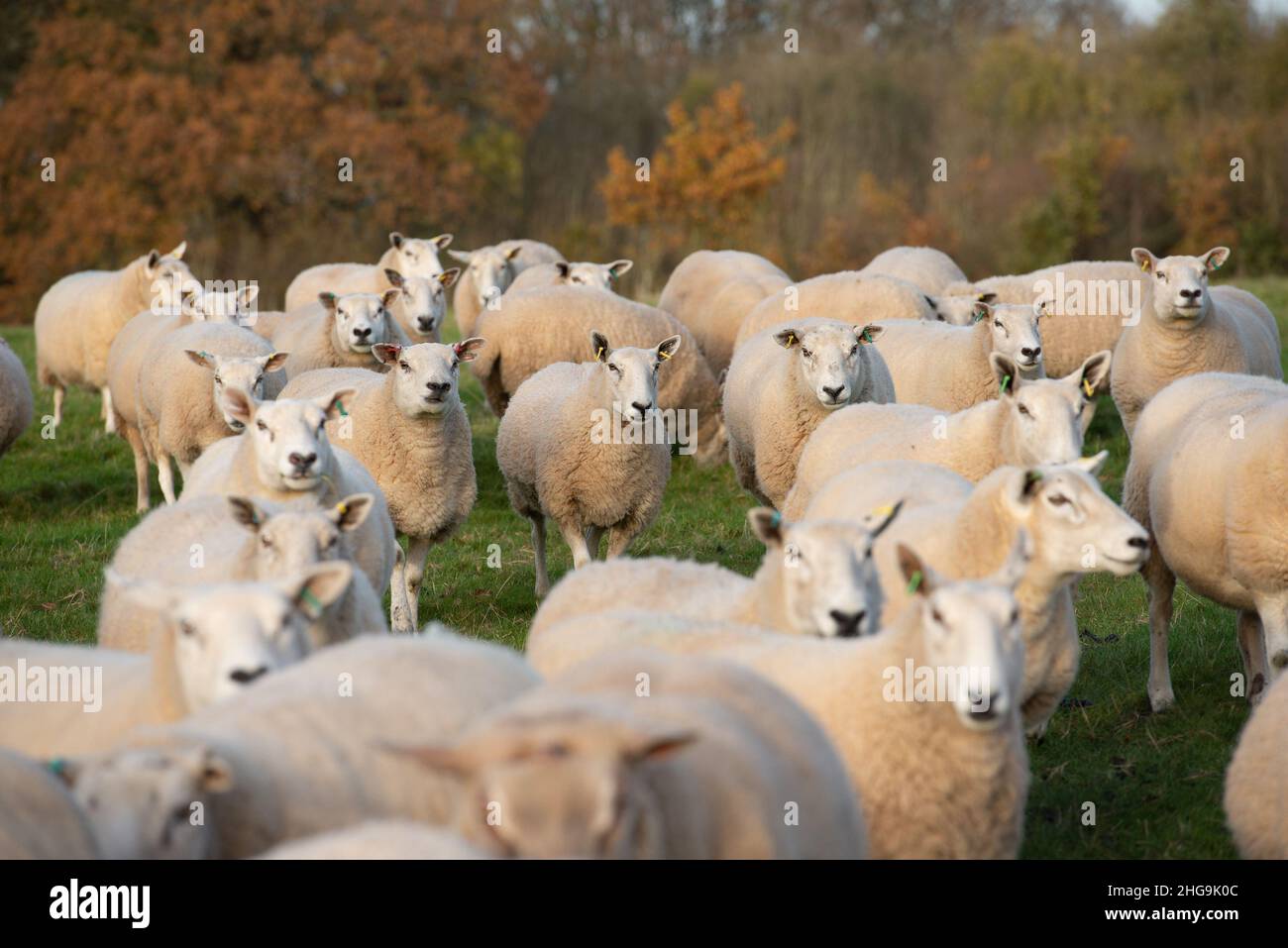 A flock of Texel x Mule ewes, Derbyshire, UK Stock Photo
