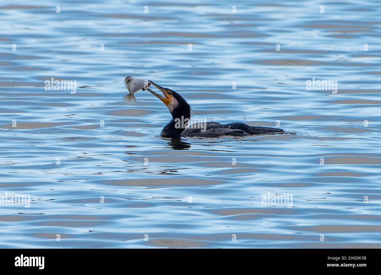 A cormorant eating a flounder flatfish, RSPB Fairhaven Lake, Lytham, Lancashire, UK Stock Photo