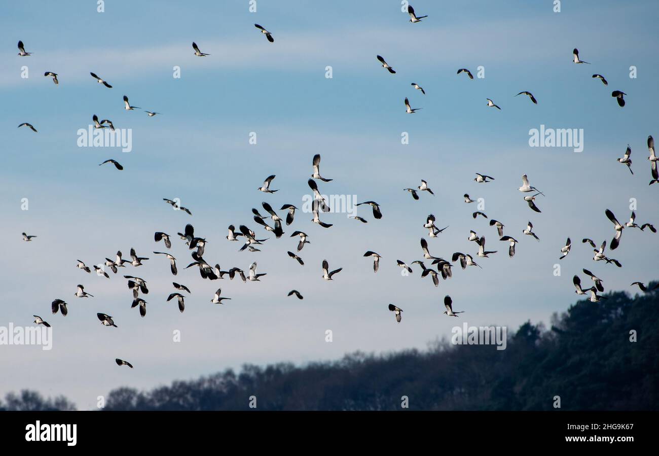 A are flock of lapwings flying over farmland, Ridley, Cheshire, UK. Stock Photo