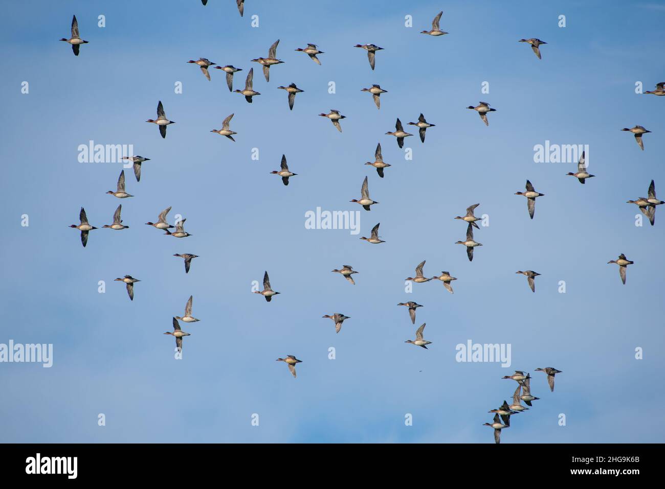 A flock of Wigeon flying over farmland, Ridley, Cheshire, UK. Stock Photo