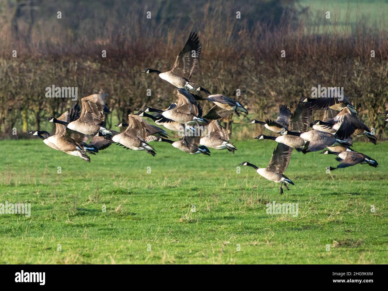 A flock of Canada geese flying over farmland, Ridley, Cheshire, UK. Stock Photo