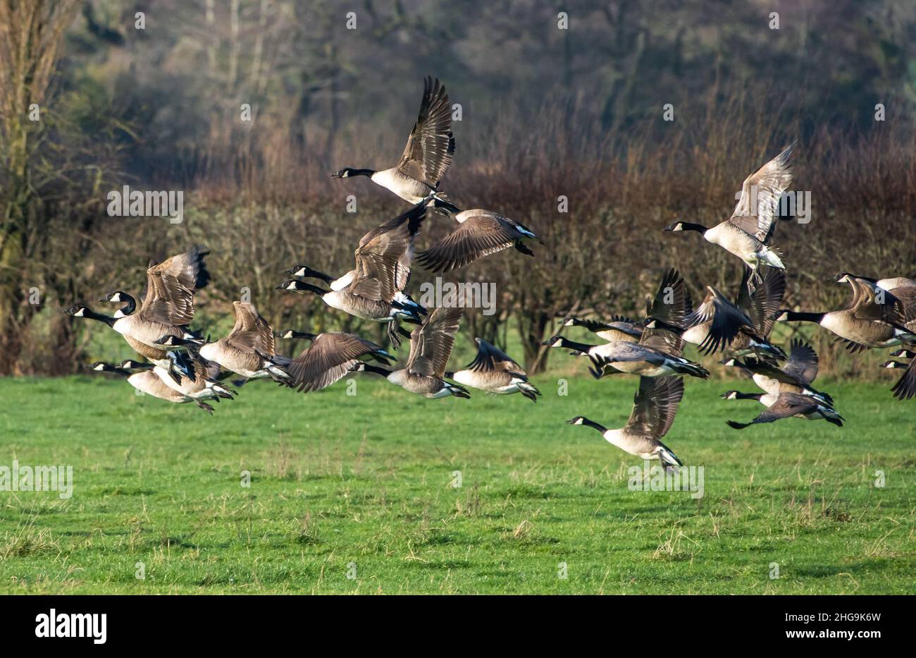 Shopping >canada goose cheshire oaks big sale - OFF 70%