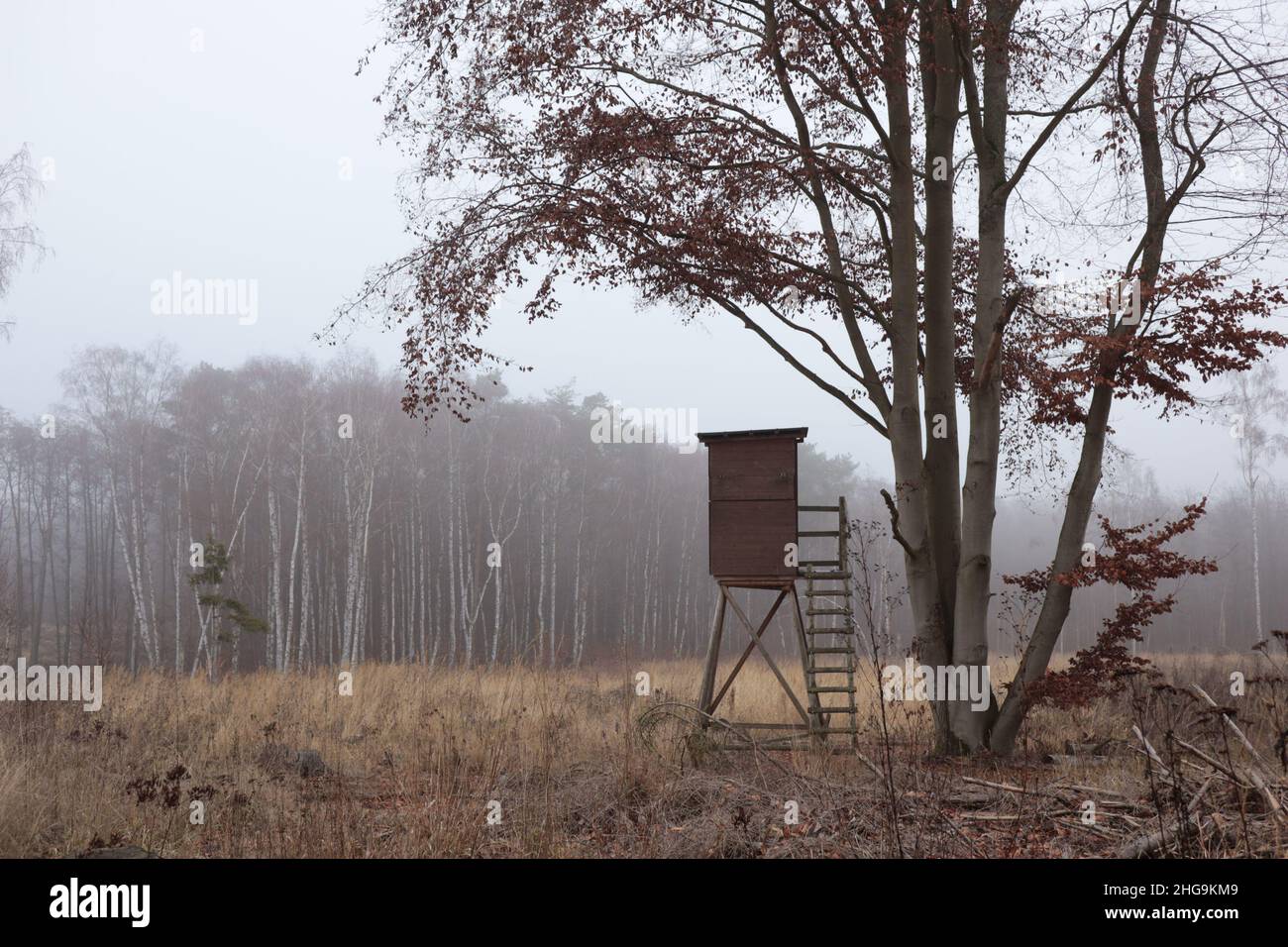 Foggy winter day, tree stand at the edge of the forest Stock Photo