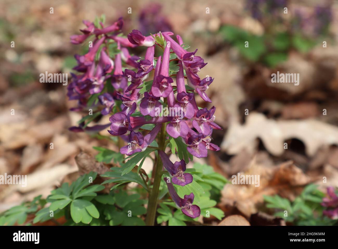 Corydalis solida spring flower in march Stock Photo