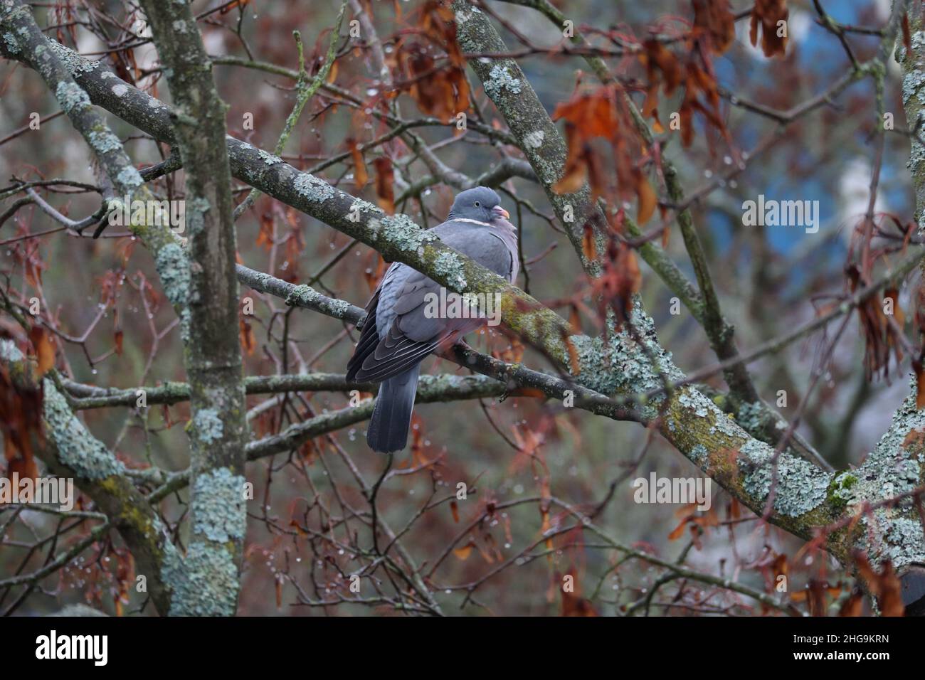 Columba palumbus, pigeon sitting on a branch in winter Stock Photo