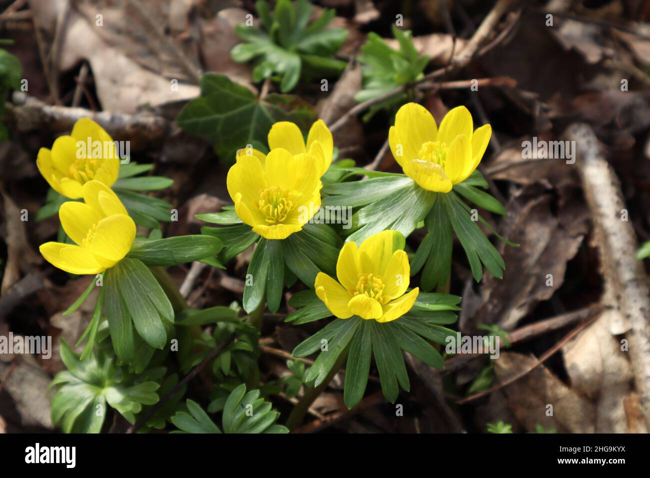 Eranthis hyemalis, yellow spring flower Stock Photo