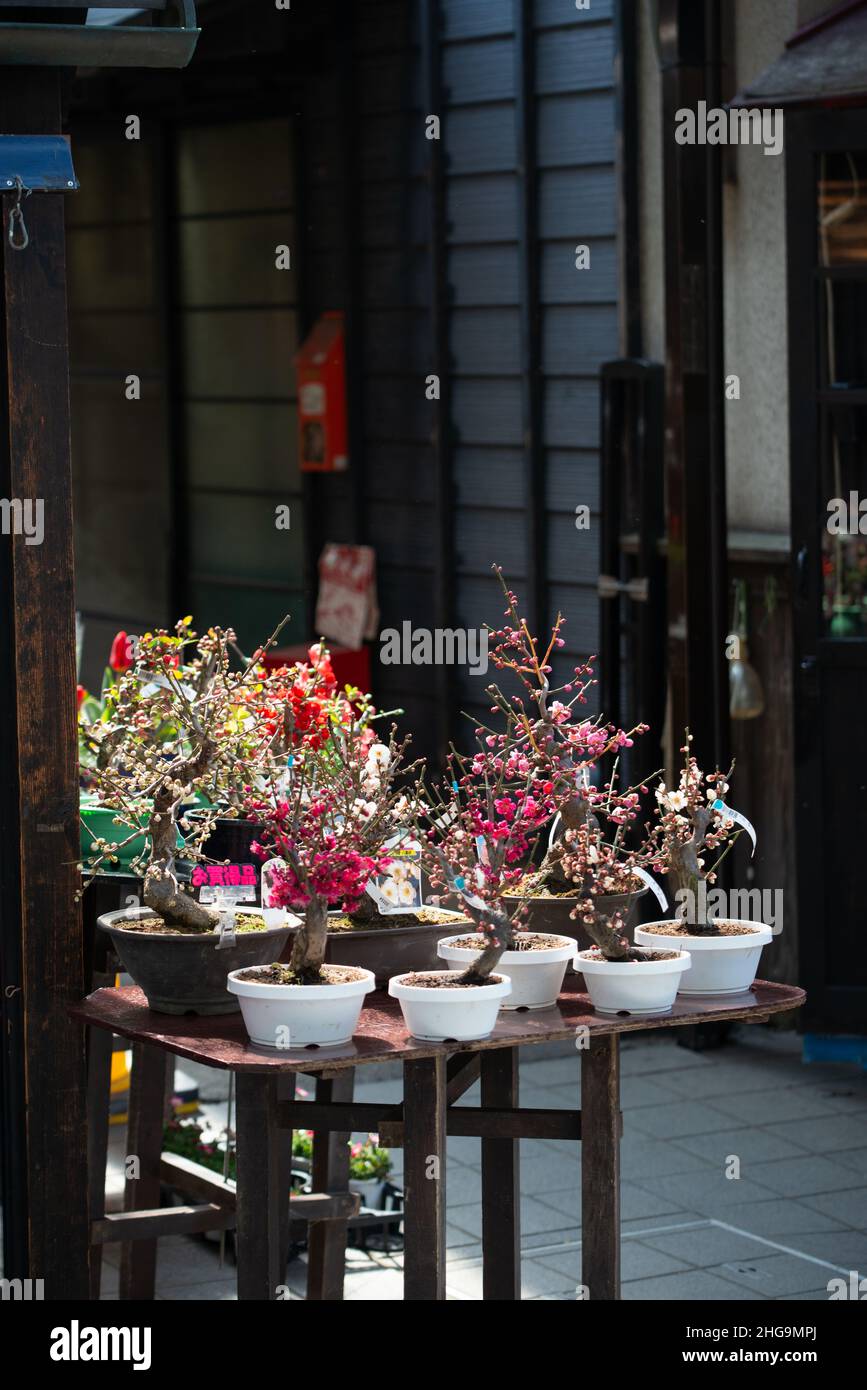 Bonsai display with sakura cherry blossom and plum miniature trees ...