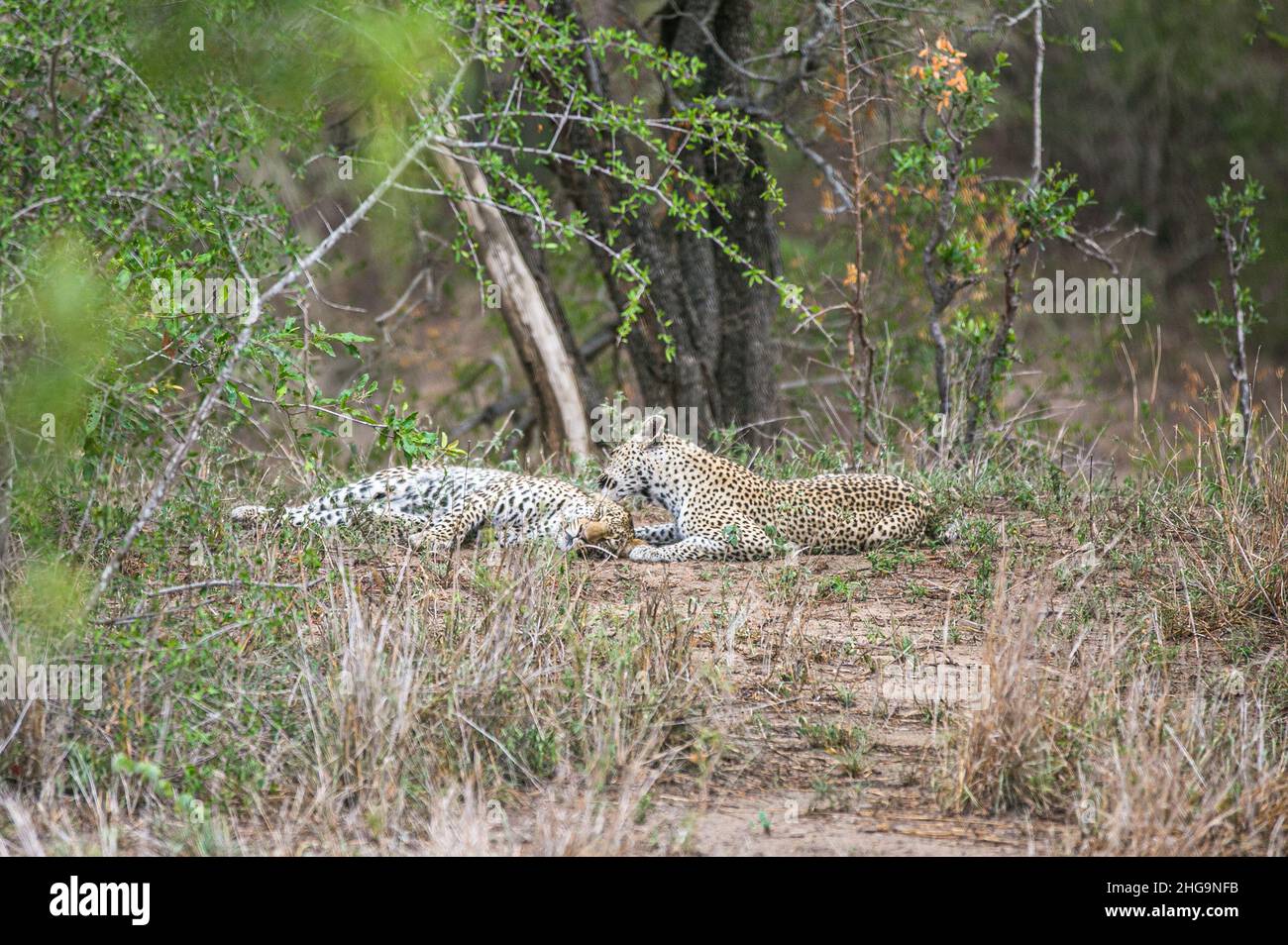 Leopard is resting in bushes. Wild animal in Kruger National Park. South Africa. Game reserve. Big five Stock Photo