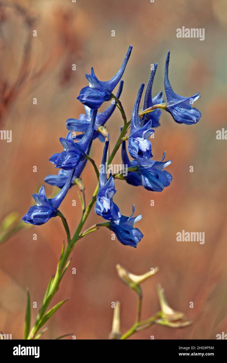 Delphinium peregrinum (violet larkspur) is an annual herb native to southeast Europe and western Asia. The picture here was taken in Sardinia. Stock Photo