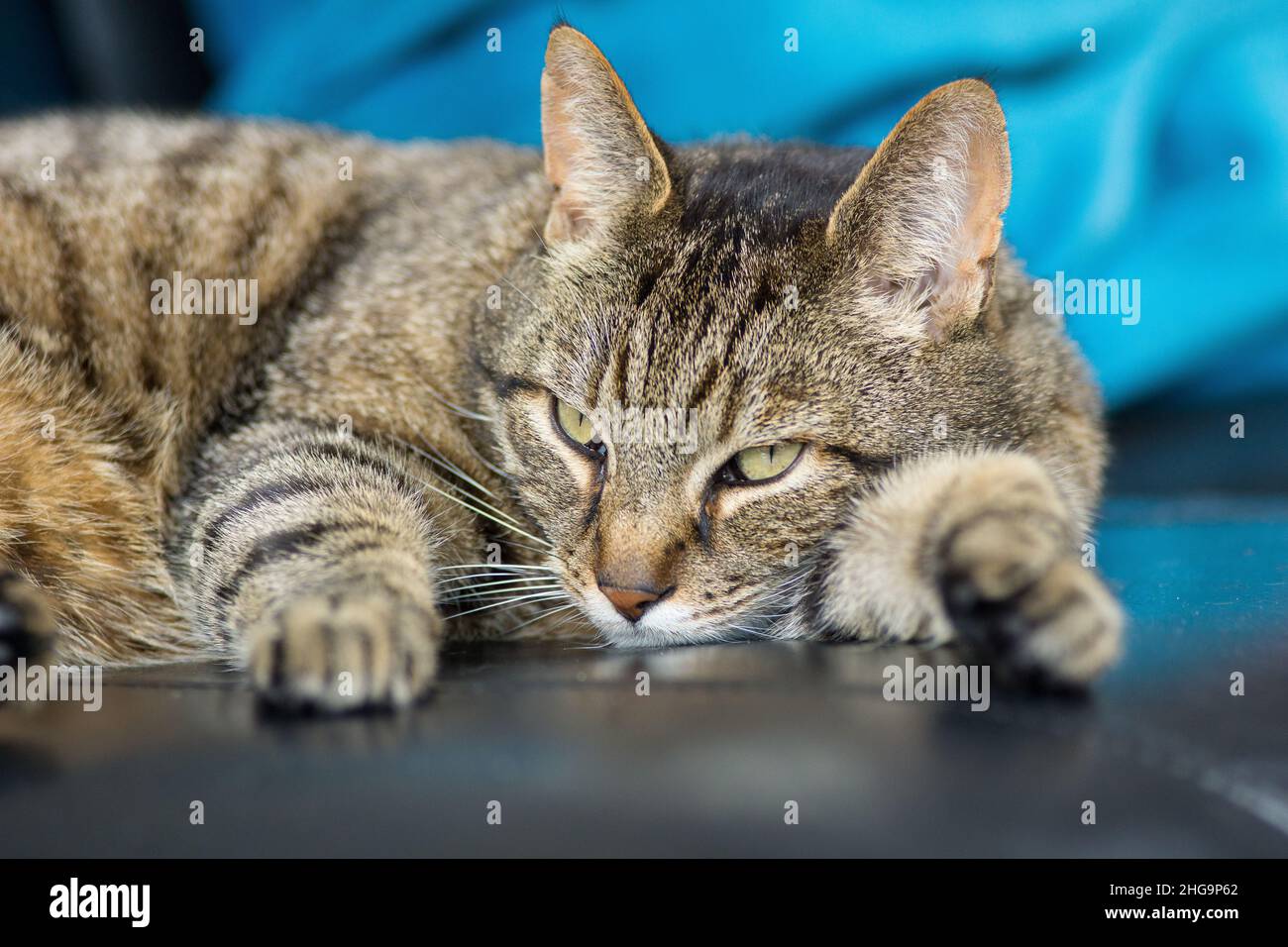 A Grey tabby cat laying sleeping on a sofa closeup Stock Photo - Alamy