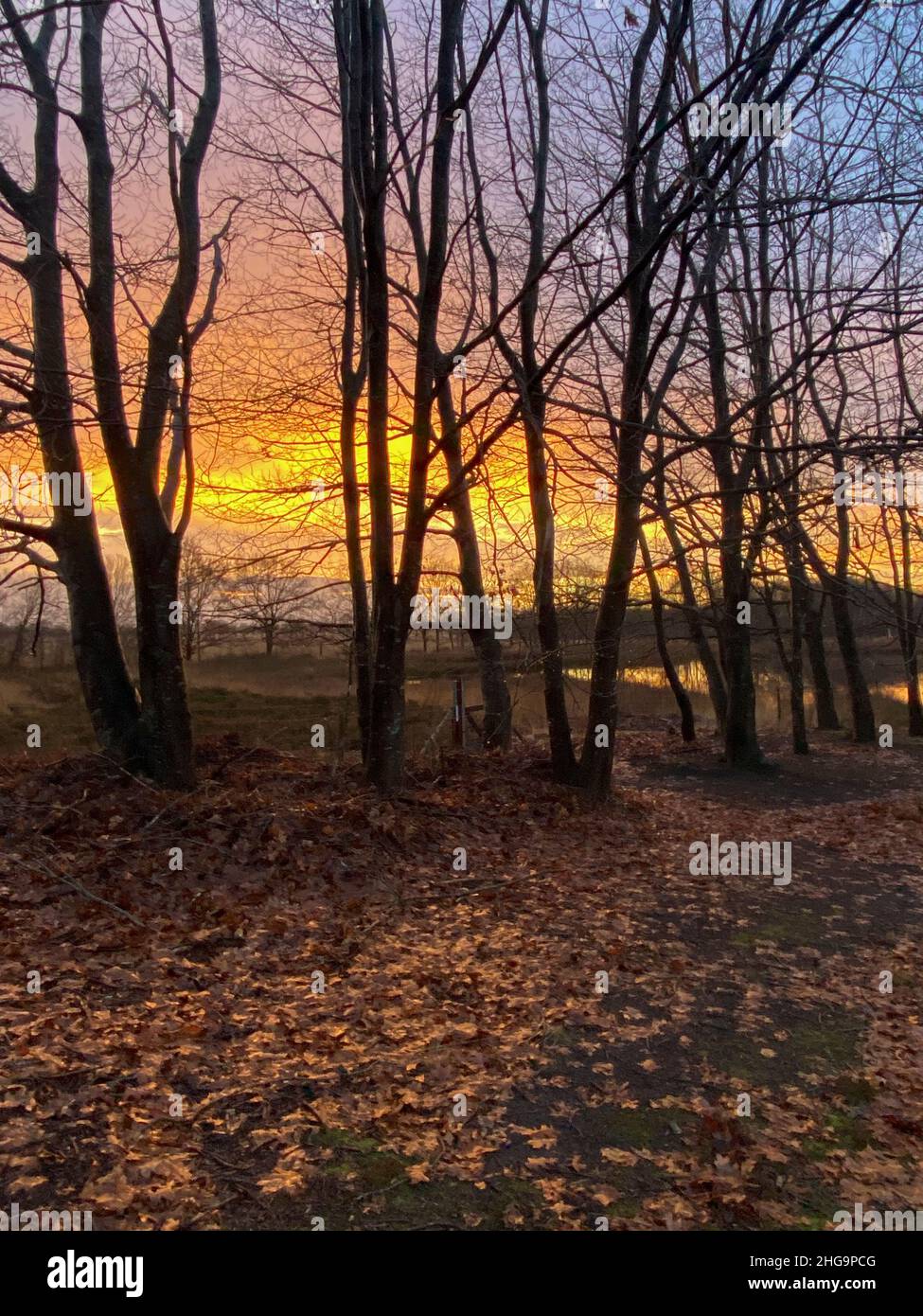 Beautiful sunset behind trees on the heath Stock Photo