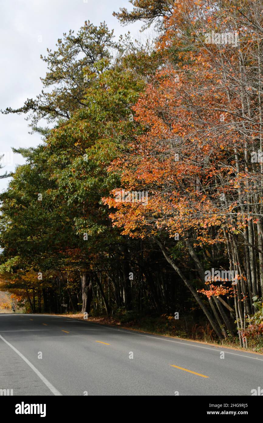 A quiet country road into the distance, under a canopy of colorful trees, Maine Stock Photo