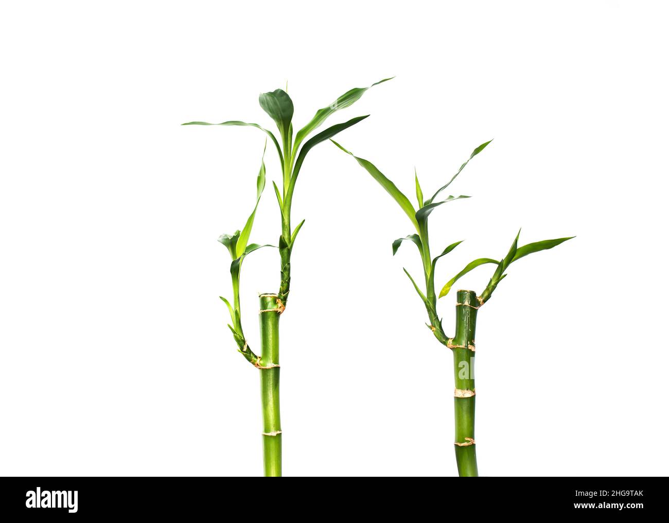 Two lucky bamboos isolated on white background Stock Photo