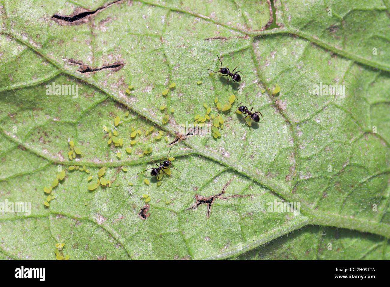 Aphids and ants under the leaf of Eggplant also called aubergine or brinjal (Solanum melongena). Stock Photo