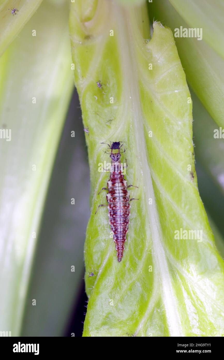 Chrysopidae lacewing larva on a green leaf eating an aphid. Stock Photo