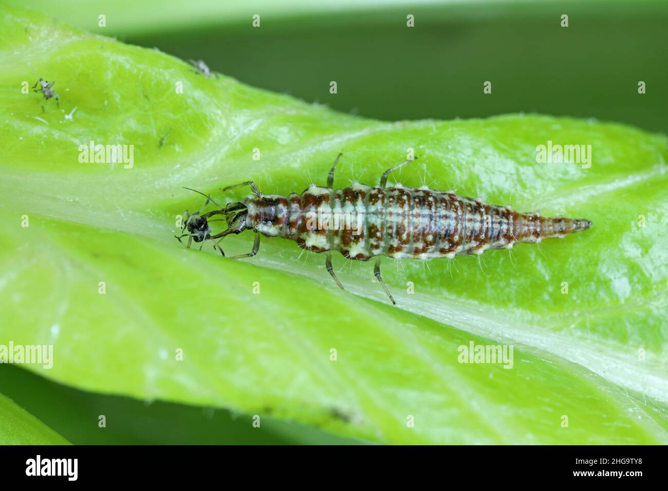 Chrysopidae lacewing larva on a green leaf eating an aphid. Stock Photo