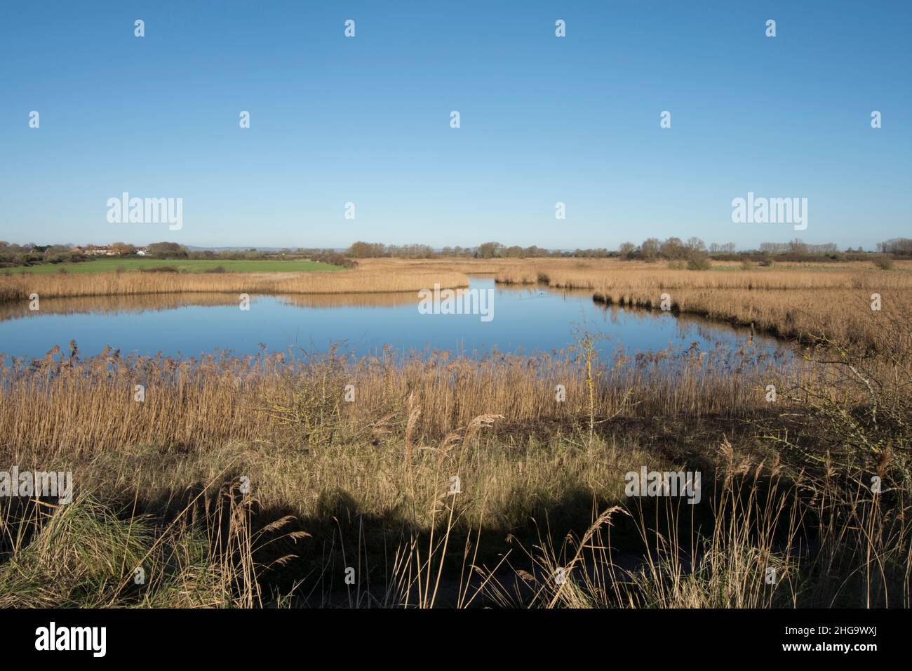 reed beds and pools beside the North Wall, or Pagham Wall on the boundary of Pagham Harbour Nature Reserve, Sussex, UK, January, winter Stock Photo