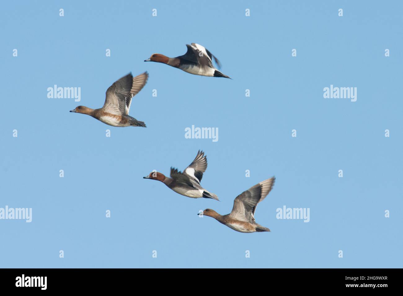 Wigeon, Anas penelope, two pairs, male and female, four ducks, flying in close formation in a blue sky, winter, UK Stock Photo