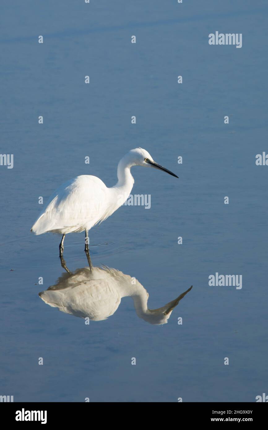 Little Egret, Egretta garzetta, standing in water with a perfect mirror reflection, feeding, Pagham Harbour, Sussex, UK, January. Stock Photo