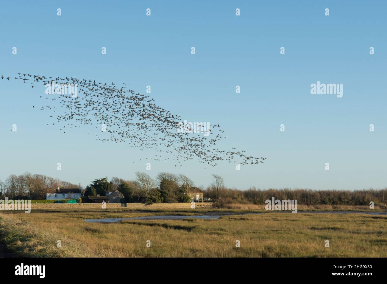 flock of Brent geese, Branta bernicla, flying in a flock over Pagham Harbour, on way to feed, January, winter, UK. from North Wall Stock Photo