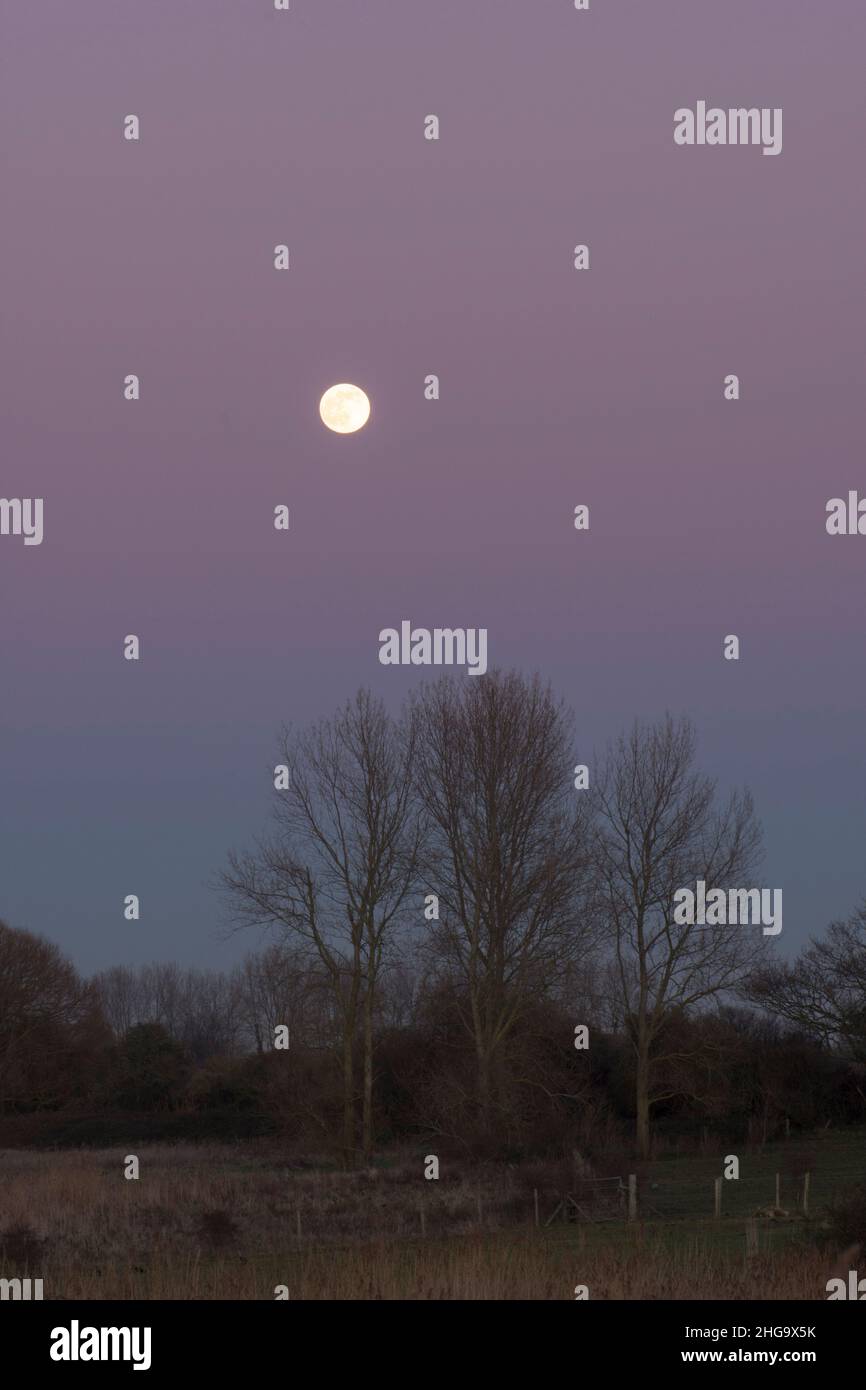 full moon seen in a colourful sky at twilight over trees, from Pagham Harbour north wall, Sussex, UK Stock Photo