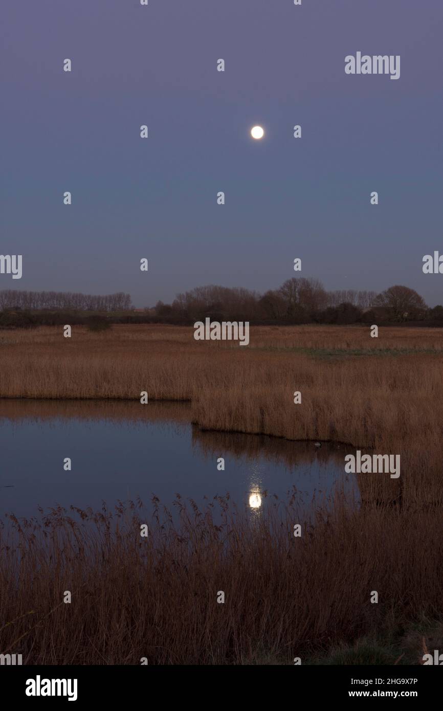 Breach On Water With Trees