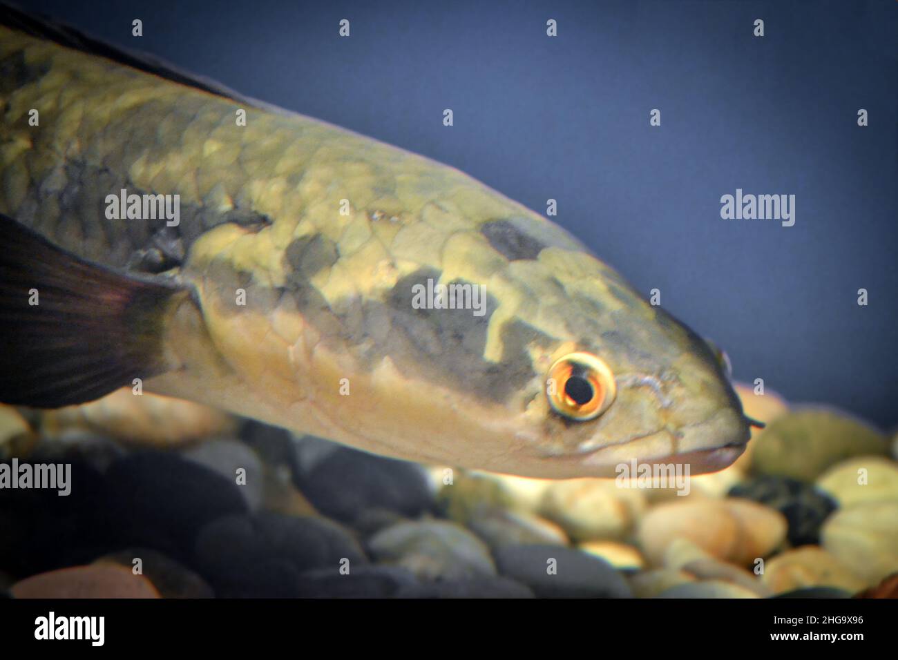 Channa argus fish - close-up on head Stock Photo