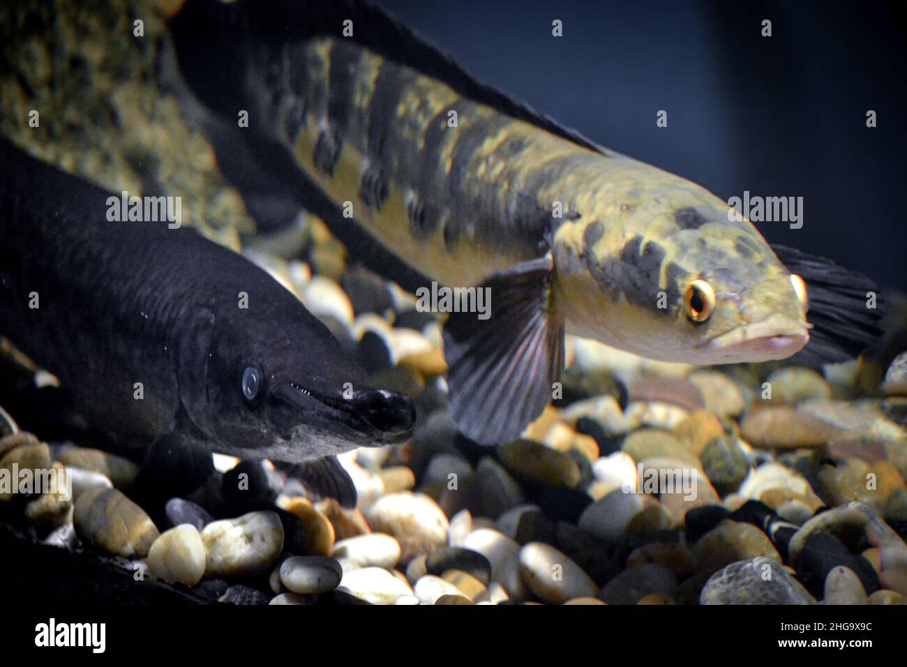Channa argus fish Stock Photo