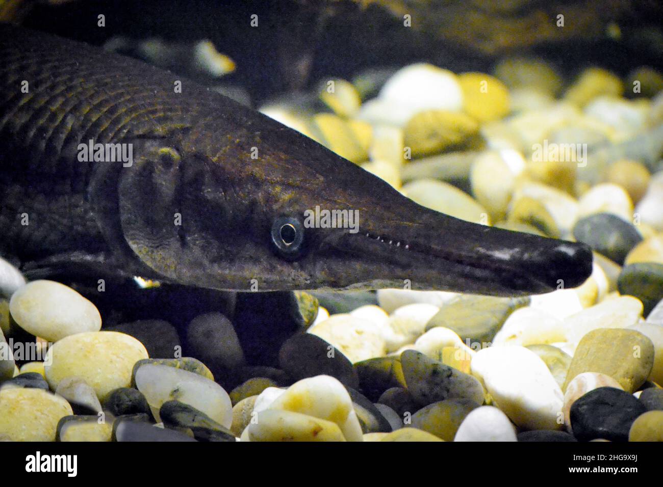 Channa argus fish - close-up on head Stock Photo