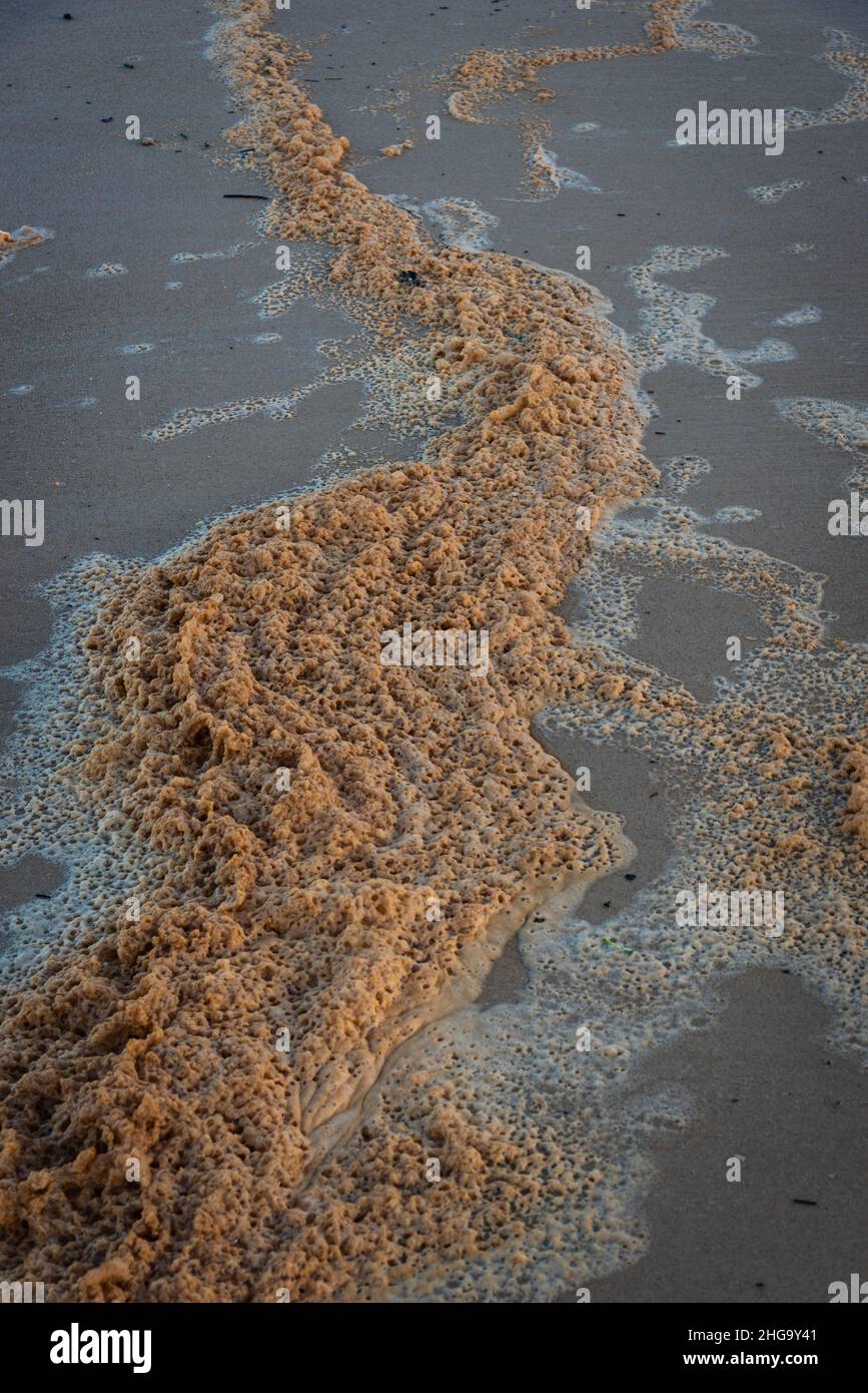 Detail of brown foam, ocean bloom, on the sand near the ocean during low tide at Guaratiba Beach in Prado, Bahia, Brazil. Stock Photo
