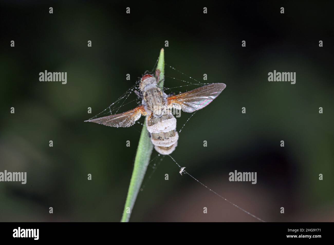 Cabbage fly (also cabbage root fly, root fly or turnip fly) - Delia radicum kiled by parasitic fungus - Entomophthora muscae. Stock Photo