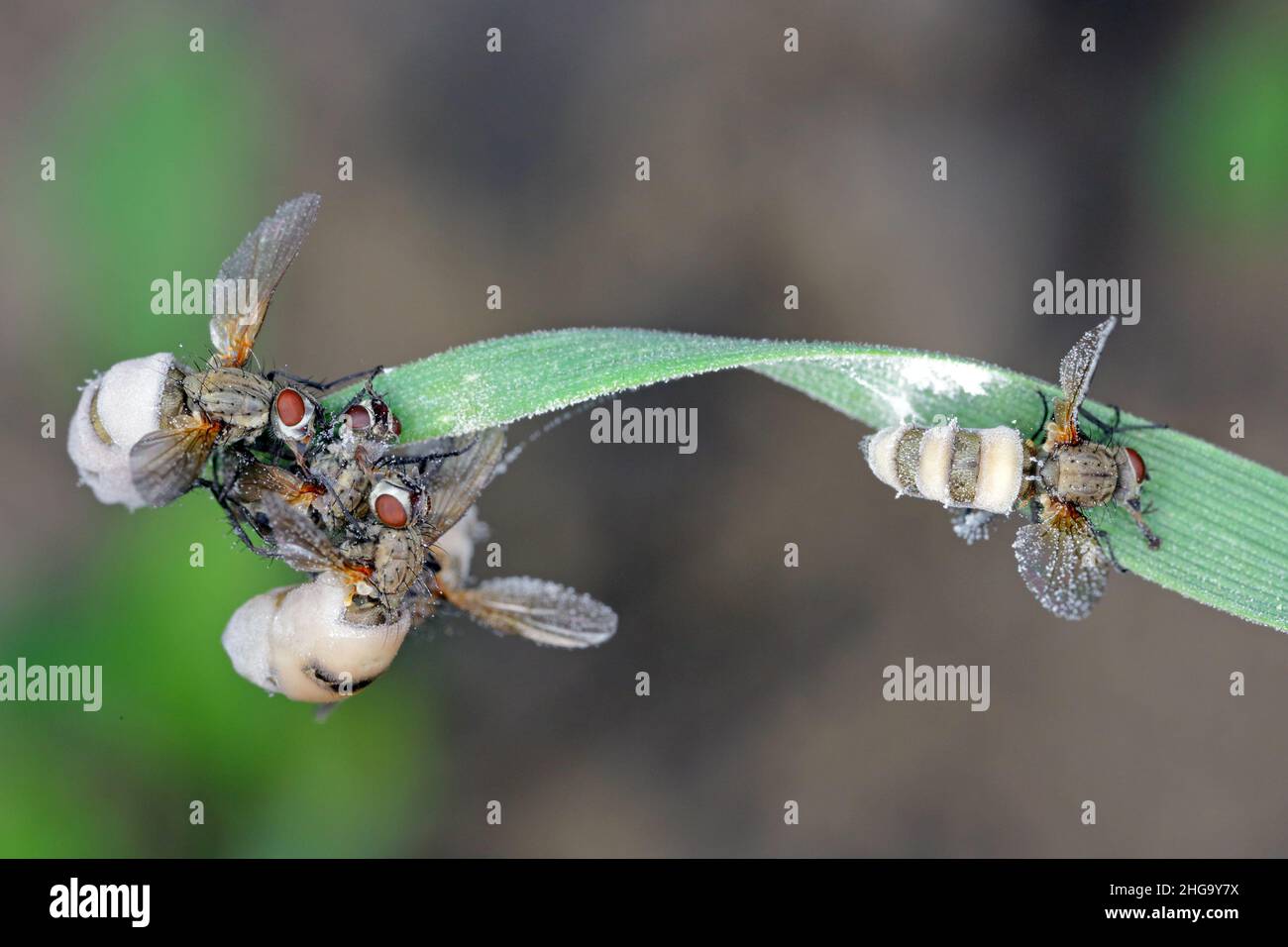 Cabbage fly (also cabbage root fly, root fly or turnip fly) - Delia radicum kiled by parasitic fungus - Entomophthora muscae. Stock Photo