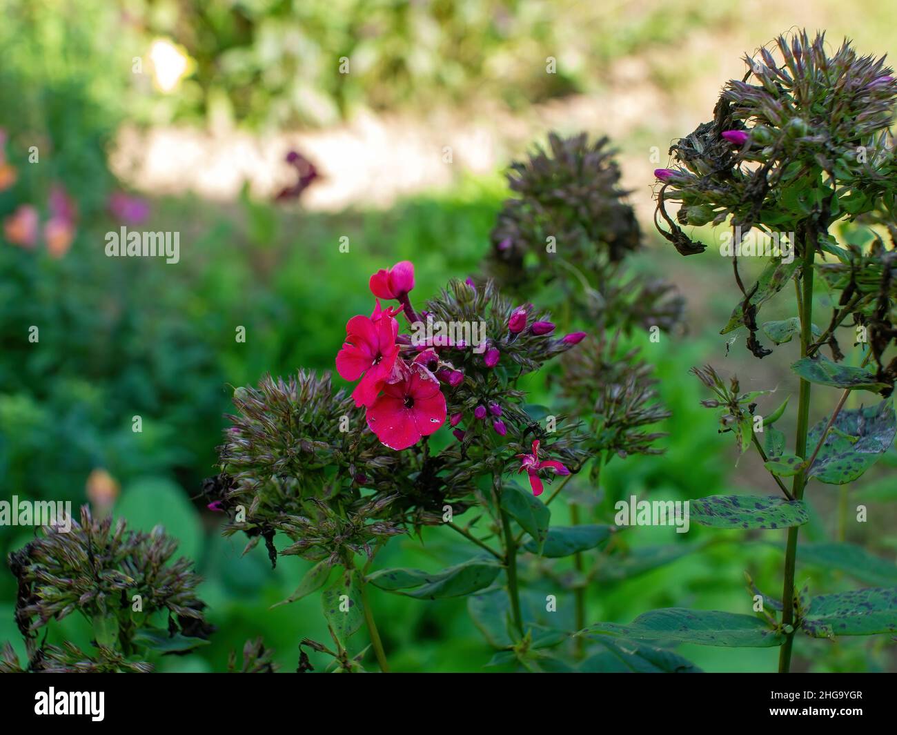 phlox flowers in the garden, in summer Stock Photo