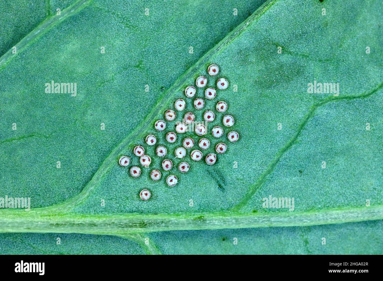 Eggs of Turnip moth Agrotis segetum Owlet moth Noctuidae Under